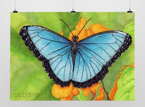 Blue Morpho Butterfly 5x7 Print by Sydtropolis on Etsy