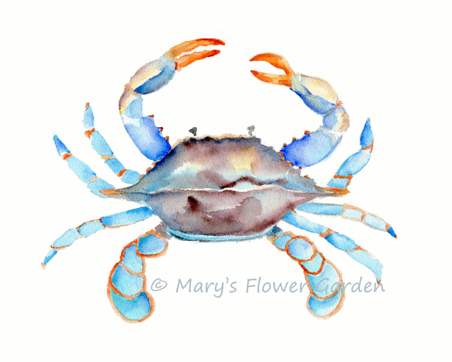 Maryland crab art 11 X 14 print blue crab by Marysflowergarden