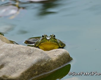 Frog Photos, Green frog prints, frog art, photos of frogs, nature photography, animal photography, amphibian, frog, frogs