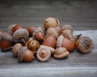 Real acorns A beautiful mix of acorns Wedding decorations, Thanksgiving, Holiday or Christmas Decoration