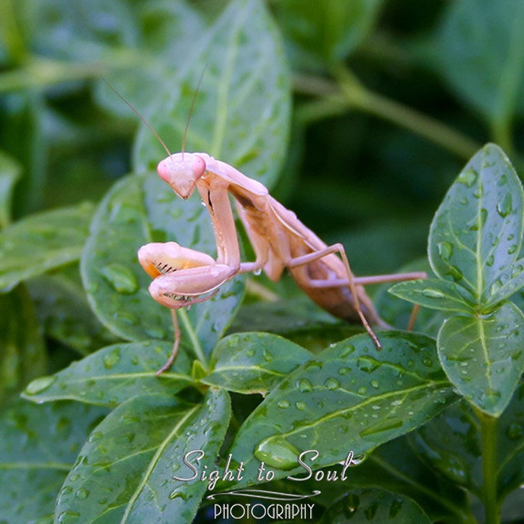 Pink Praying Mantis Photo nature photography insect by SightToSoul