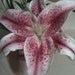kimmyroze