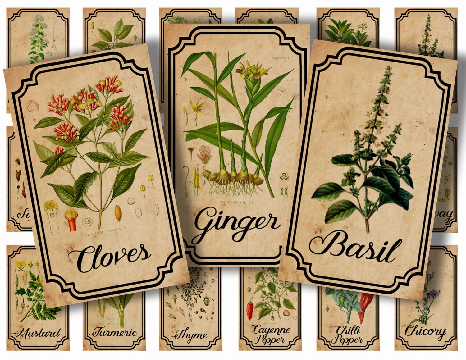 herb-and-spice-apothecary-labels-digital-printable-vintage