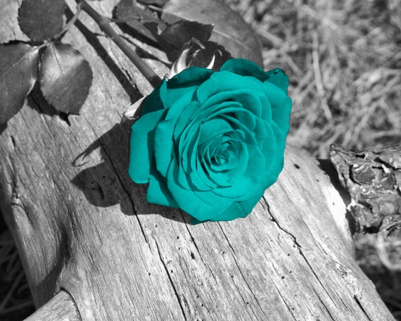 Black White Teal Wall Art Photography/Rose Flower/Floral