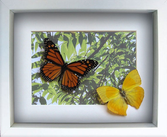 christmas gift with real butterflies monarch phoebis christmas gift with real butterflies monarch phoebis