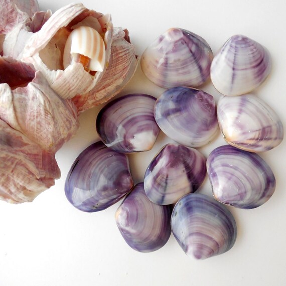 Purple Clam Shells 10 Bulk Seashells Polished by CoastalGlamour