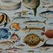 Vintage print.1920's.FISHES.Beautiful print.80 years old print.Vintage illustration.Antique print,Fish prints12,1x9" or 23x31cm.
