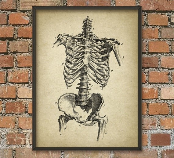 Human Skeleton 3 Human Anatomy Wall Art Poster Human Bone
