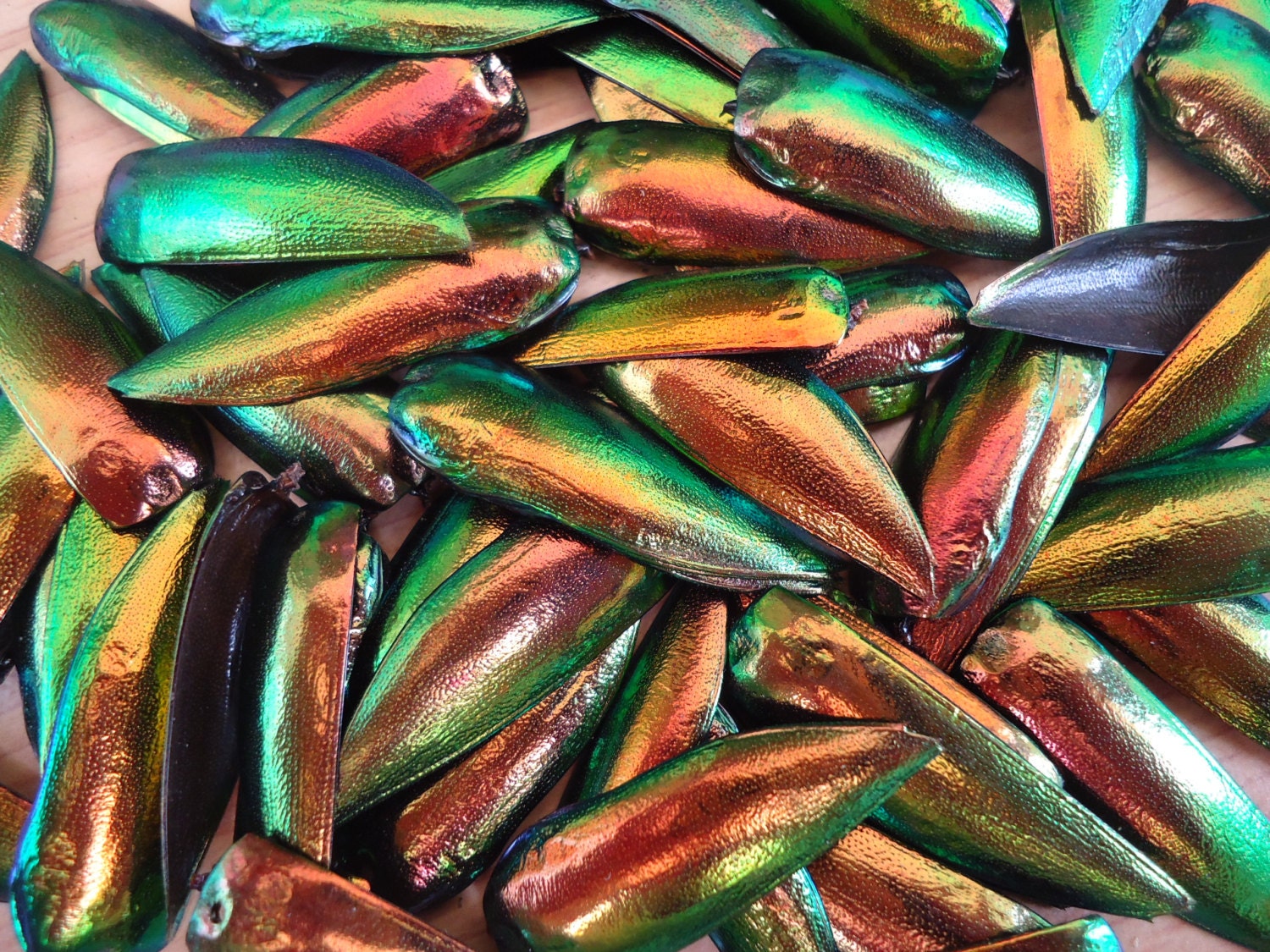 100 Real Copper green Jewel Beetle wings Elytra by Topinsects