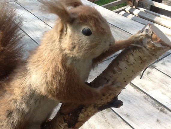 real stuffed squirrel