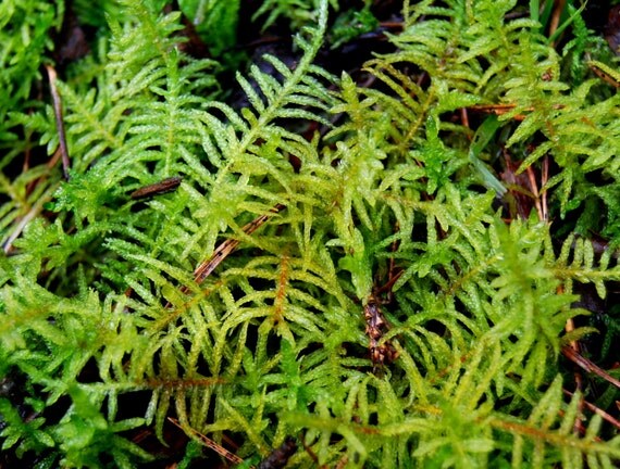 Live moss creeping moss for terrarium vivarium frogs fairy