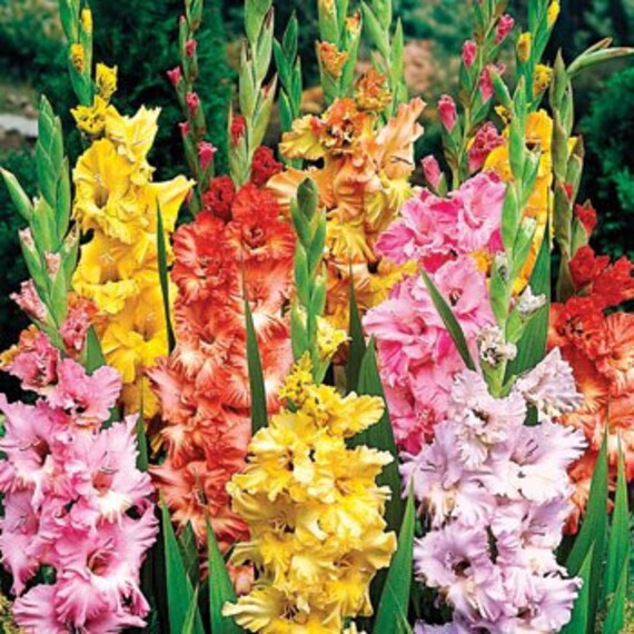 100 Heavily Ruffled Easy to Grow Gladiolus Bulbs by DaylilyNursery