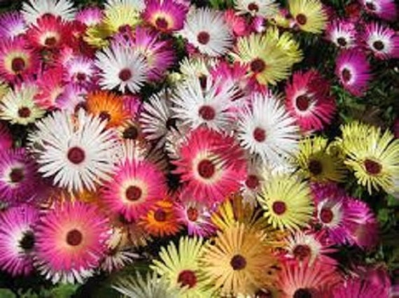 Mesembryanthemum Magic Carpet Mix Flower by ...