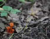 Mushroom Wall Art, Orange Mushroom Art, Fine Art Photography, Garden Art, Kitchen Decor, Art for Gardener, Gift for Gardener, Art for Hiker Mushroom Wall Art, Orange Mushroom Art, Fine Art Photography, Garden Art, Kitchen Decor, Art for Gardener, Gift for Gardener, Art for Hiker