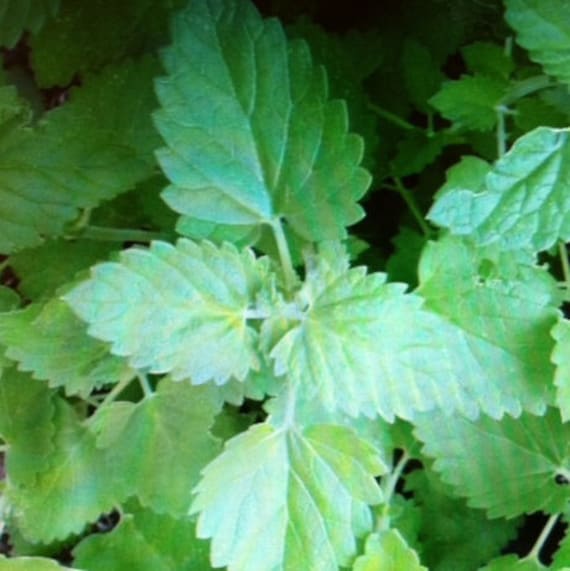 Catnip Live plant in soil Organic heirloom by