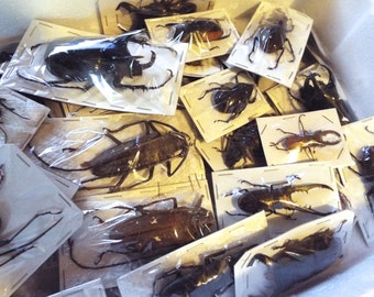 Mixed XL Real Beetles, Package of 3 or 5 Big and Scary!