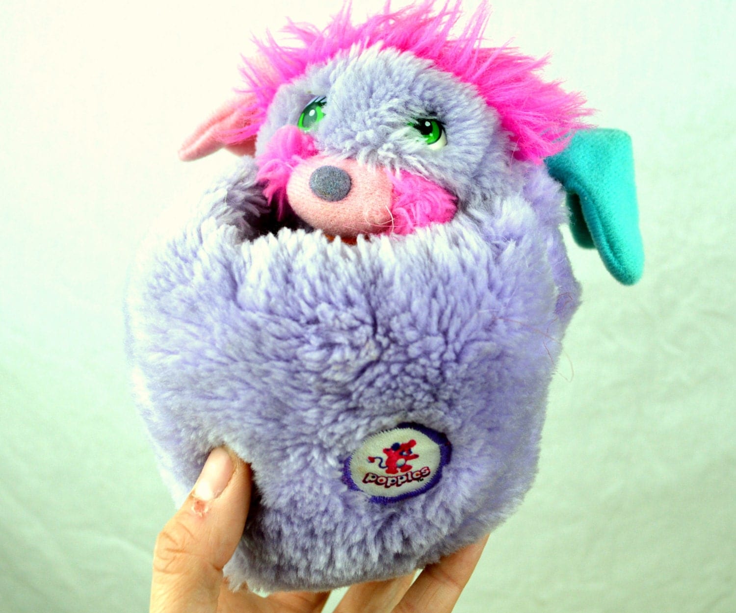 popple teddy
