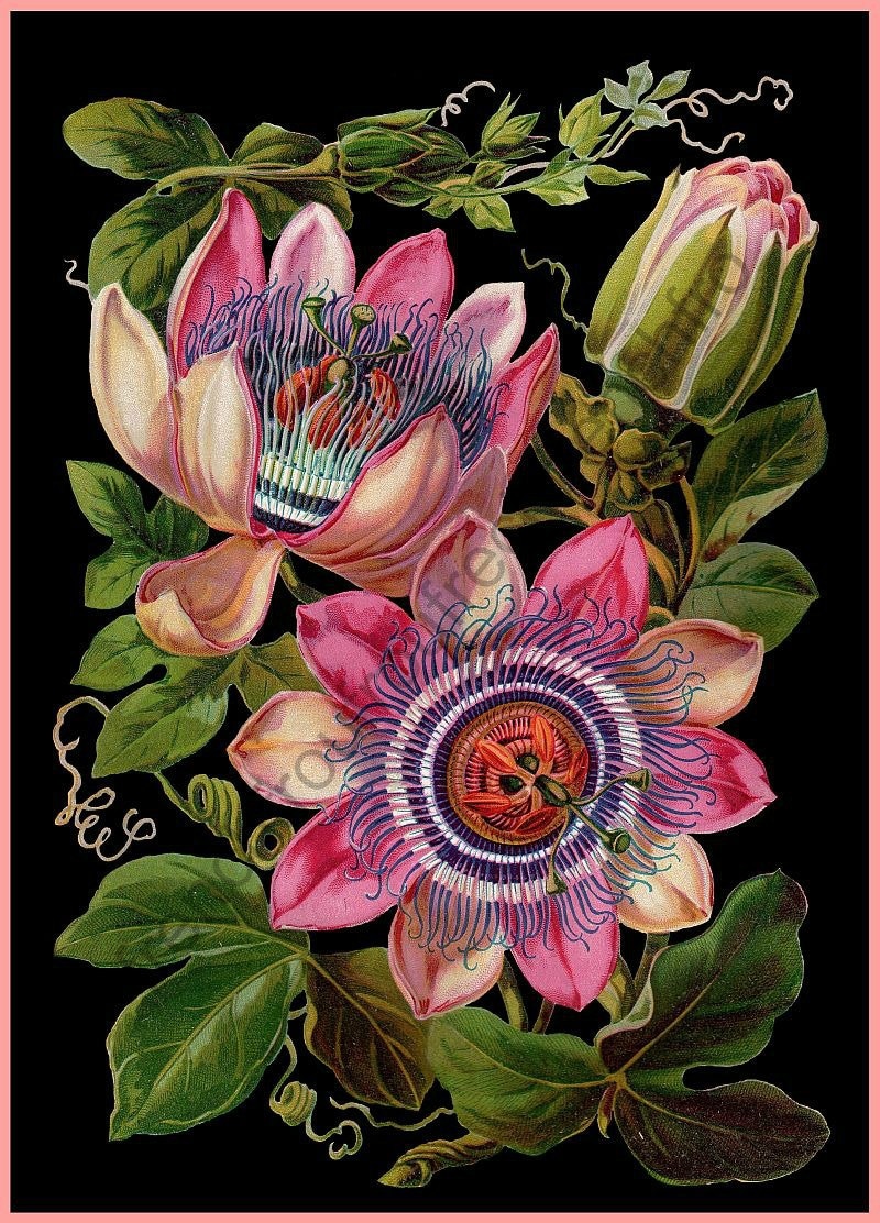 antique victorian botanical print passion flower illustration