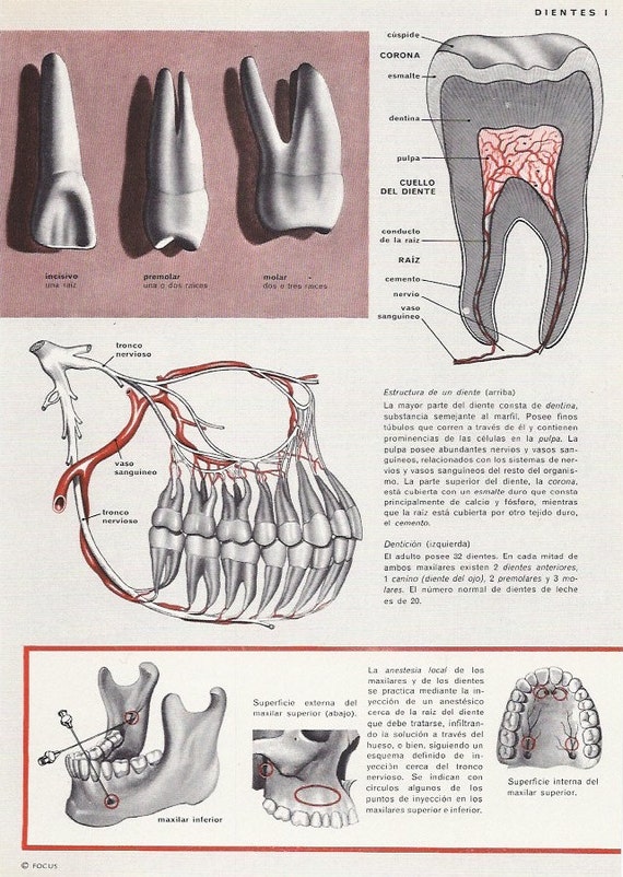 Teeth Human Anatomy VINTAGE POSTER Antique Dental Poster