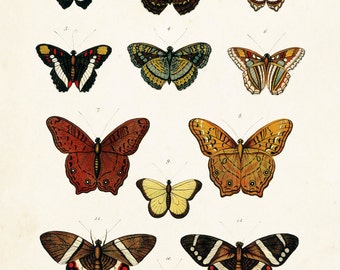 Vintage Butterfly Series 1 Print No. 4 Giclee by BelleBotanica