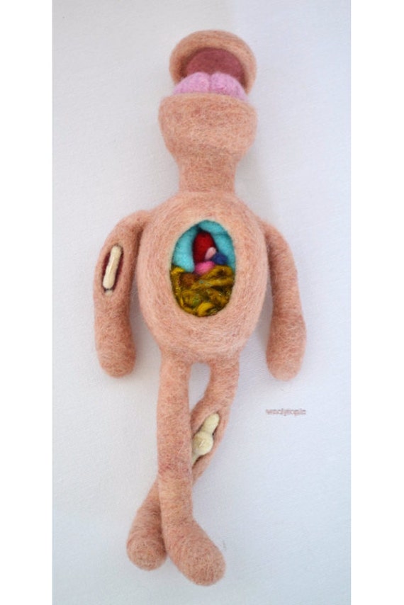 anatomy reference doll