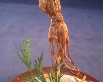 Taxidermy Octopus in medium sized glass display dome