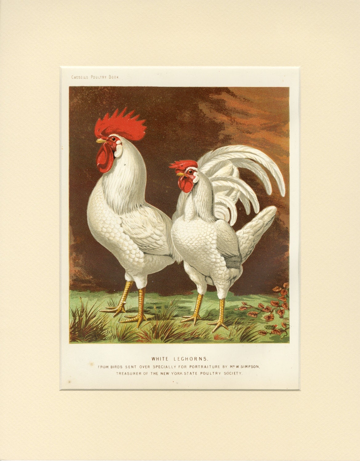 1873 Matted Antique Chicken Print White by AntiquePrintBoutique