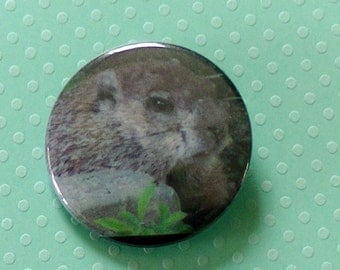 Groundhog Button Chubby Woodchuck Groundhog Marmot Closeup- Pinback Button - Original Photo