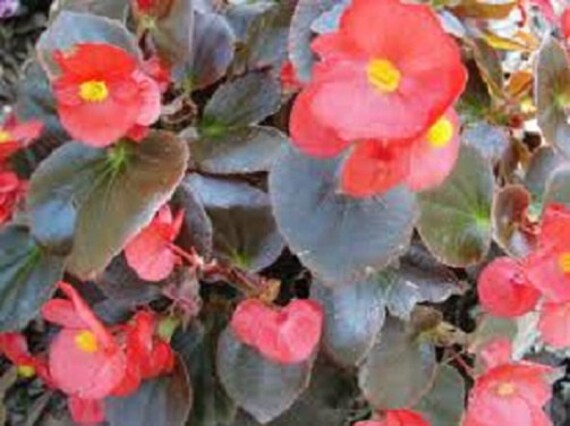 wax begonia red