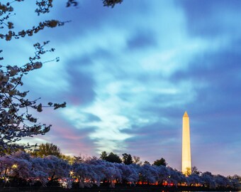 Washington DC print of the Washington Monument and DC skyline at dawn during the Cherry Blossom Festival at sunrise on the National Mall