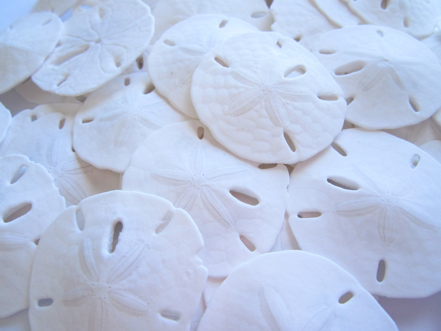 Sand Dollar Bulk of 25 Size 3/4-1Sand Dollar