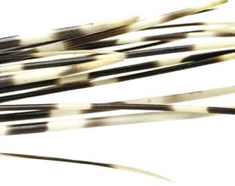 African Porcupine Quills 12-14" | 5 pieces