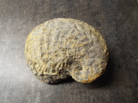 Exogyra Oyster Fossil Paperweight Shell by HappyHeartTrading