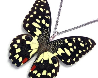 Real Butterfly Wing Necklace / Pendant (WHOLE Papilio Demoleus Butterfly - W120)
