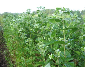 5 Bunches of Fragrant, Dried Mountain Mint