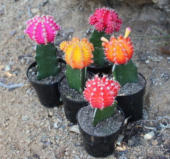 50 Vibrant Neon Glow Cactus for sale Grafted by SANPEDROCACTUS