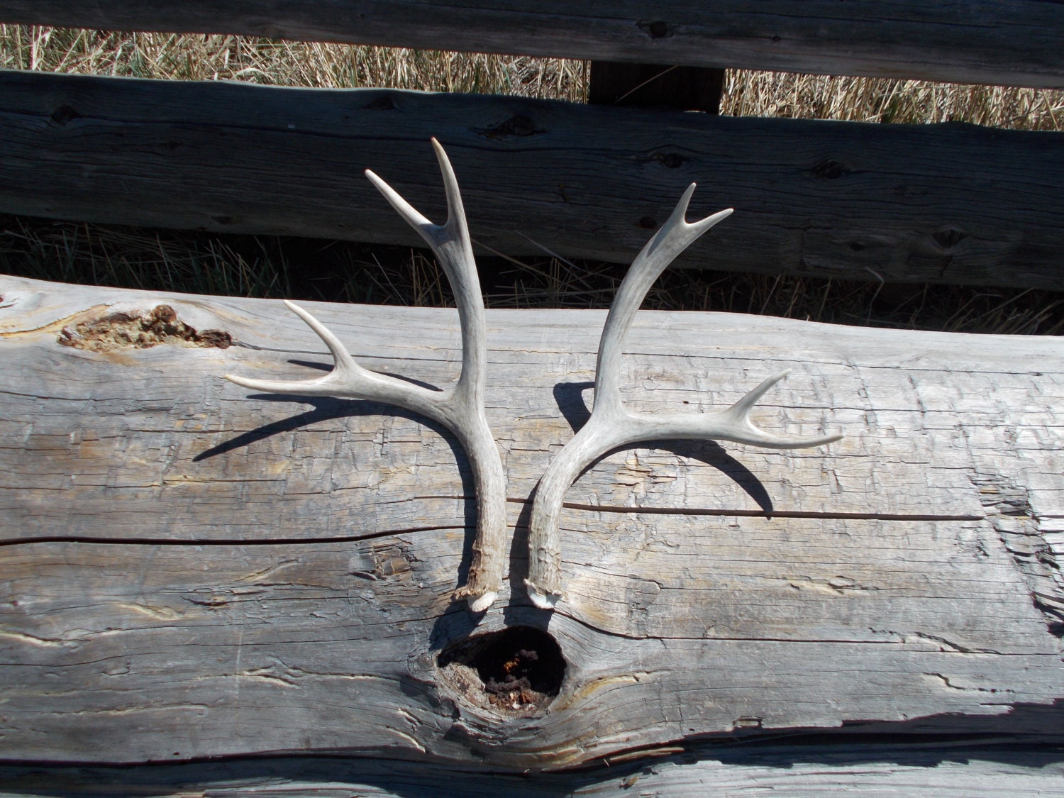 Deer antler sheds by allaroundwoodworks on Etsy