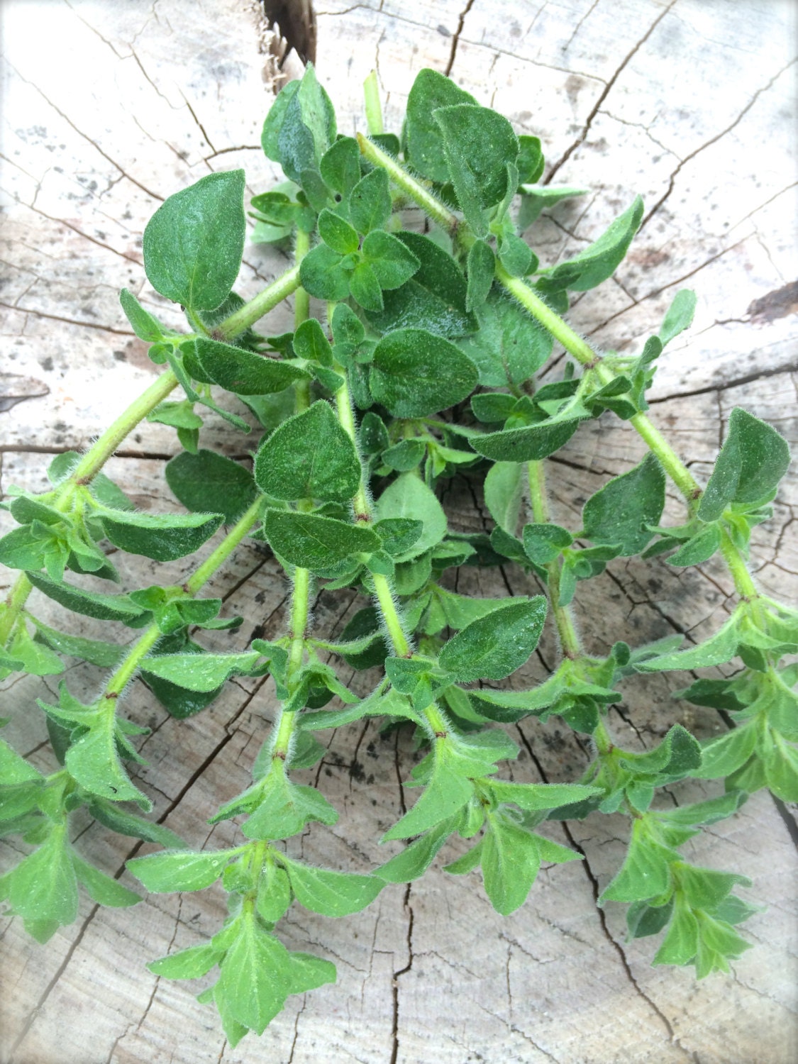 Italian Oregano Medicinal Herb and Culinary Heirloom Herb