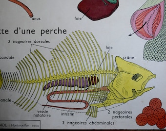 Large Stunning Vintage French School double-sided poster of a fish and a frog