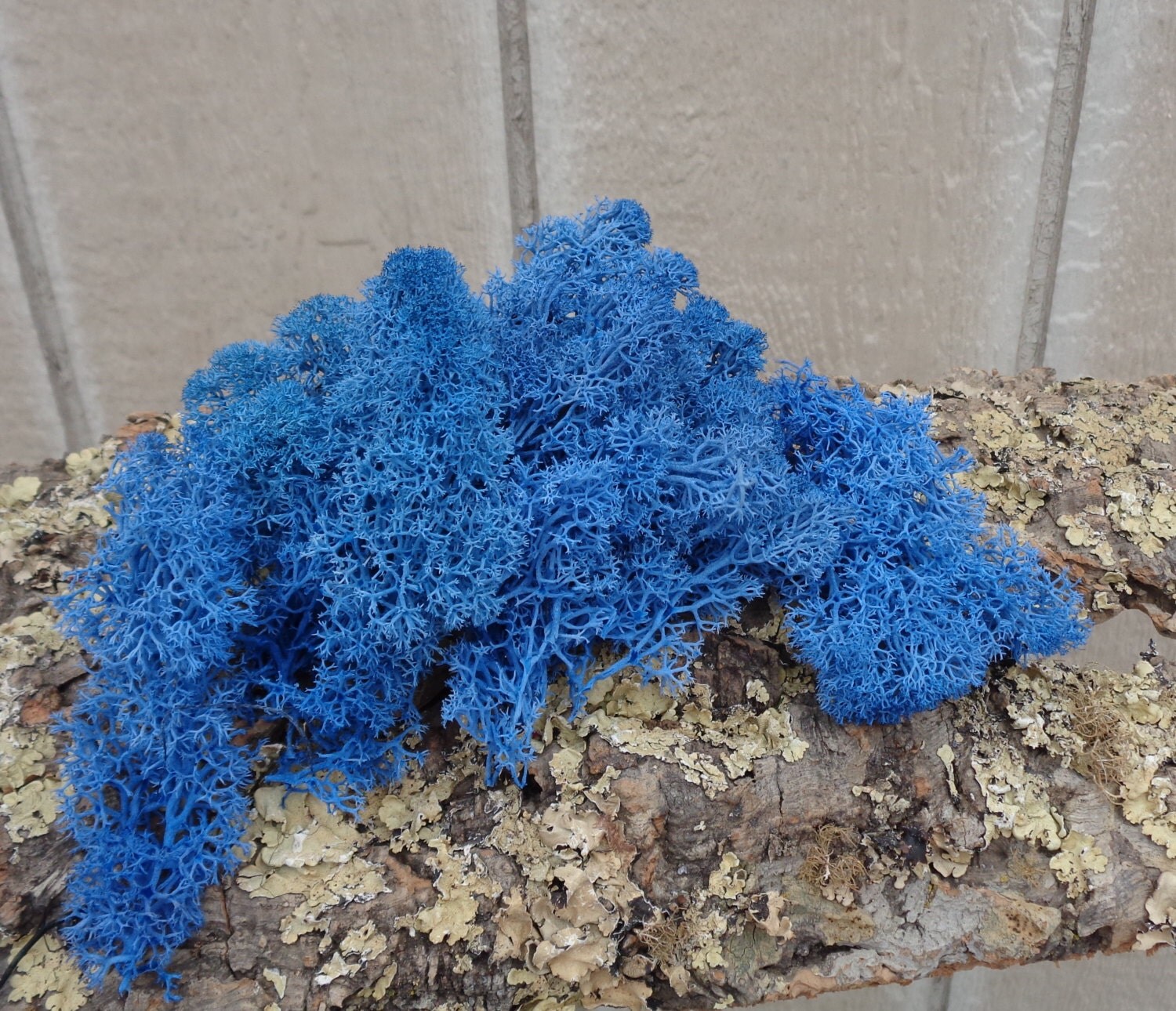 Reindeer Lichen-Blue by CTSairplants on Etsy