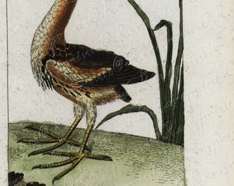 Antique Natural History Hand Colored Engraving of Ardea Minuta D manchen Very Rare - Gorgeous - Original over 200 Years old