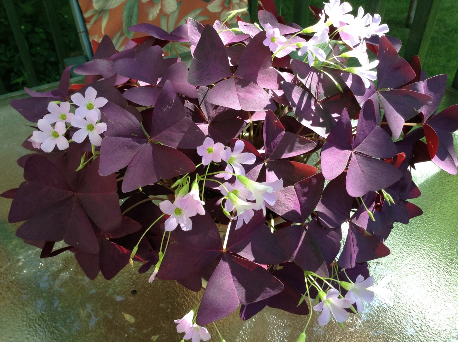 Butterfly like plants Purple Oxalis 10 bulbs in by Titasyardsale