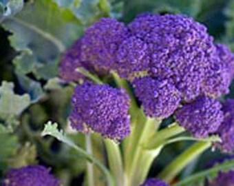 Purple Sprouting Broccoli - Heirloom Seeds