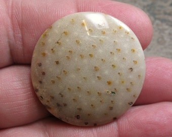 Petrified Palm Wood Cabochon, 35 mm - Item 71569