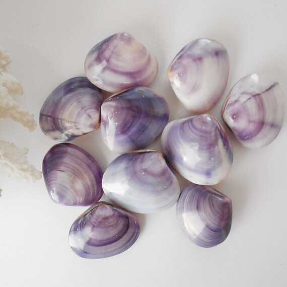 Purple Clam Shells 10 Bulk Seashells Polished by CoastalGlamour