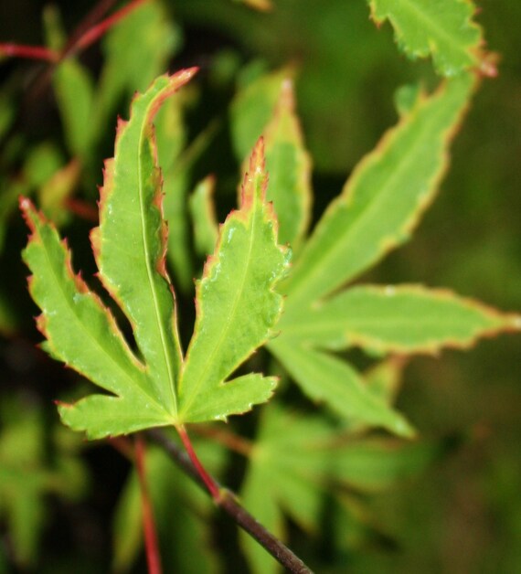 Rare Itame Nibluki Japanese Maple Tree Acer by TheMapleTreeLady