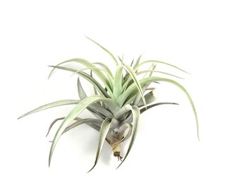 5 Pack - Large Air Plants - Harrisii Air Plants - BIG 5 to 7 Inch Plants - Fast FREE Shipping - 30 Day Guarantee - Air Plants for Sale