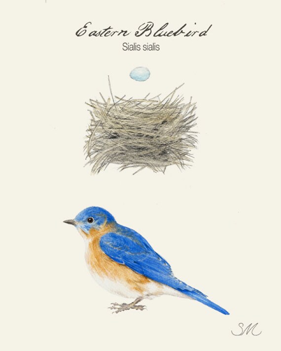 89 eastern bluebird group gift card 89 eastern bluebird group gift card