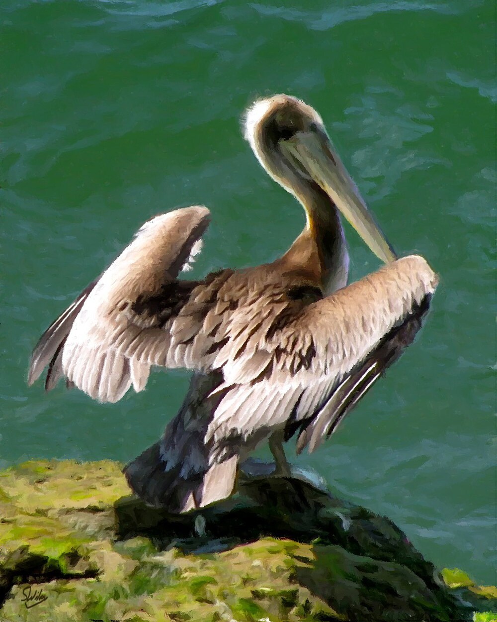 Fine Art Print Brown Pelican mixed media painting on