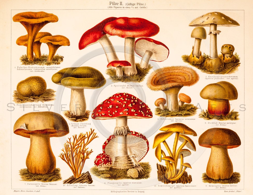 Vintage Mushroom Printable Illustration 1800s Antique